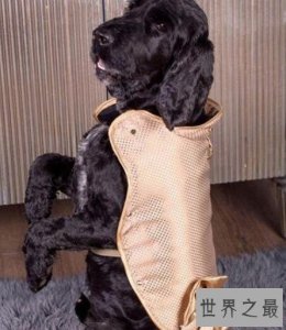 ​世界上最贵的狗夹克，用24K黄金制造而成