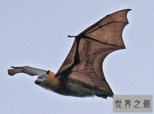 最大的蝙蝠，翼幅长达6英尺，要是会吸血你就惨了