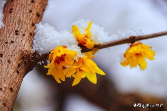 南京：下雪啦，盘点南京最美拍雪圣地