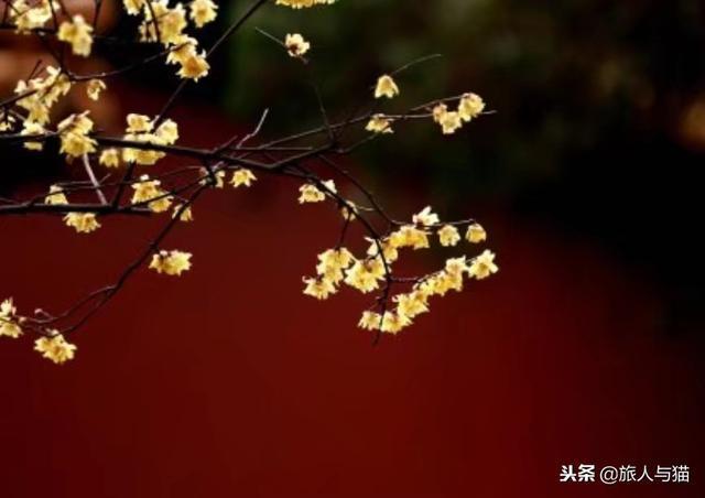 南京：下雪啦，盘点南京最美拍雪圣地