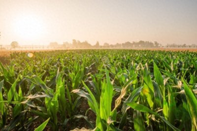 ​农村种植，亩收入一万以上的农作物，这几个一定要注意了！