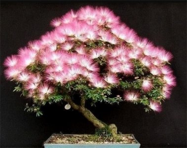 ​合欢树为什么叫鬼树？不要再被传说迷惑了，其实好看实用又好养活