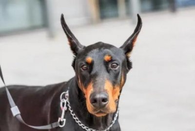 ​美女蛇是真的存在的吗？美女蛇有毒吗？