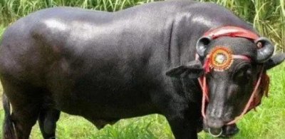 ​苏丹牛价格到底有多高（苏丹牛每天都吃些什么）