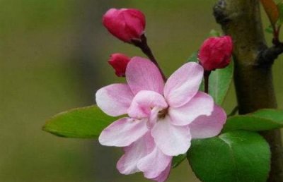 海棠花十大品种排名 铁十字海棠榜上有名 西府海棠荣登榜首